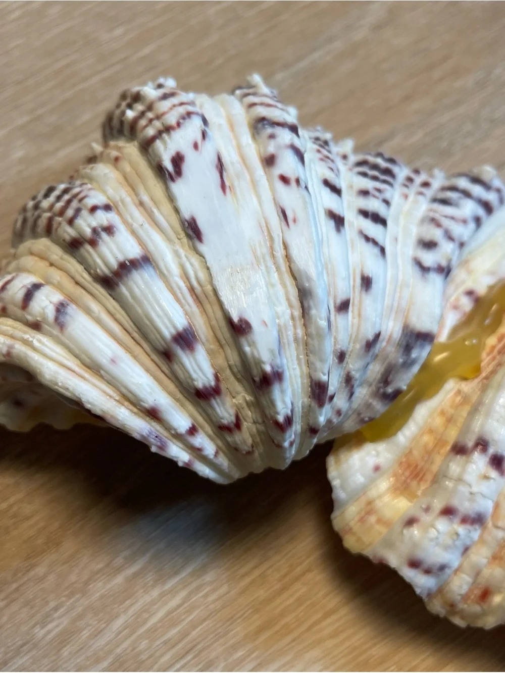Vintage Natural Sea Shell Display Trinket Soap Dish Nautical Fisherman Ocean